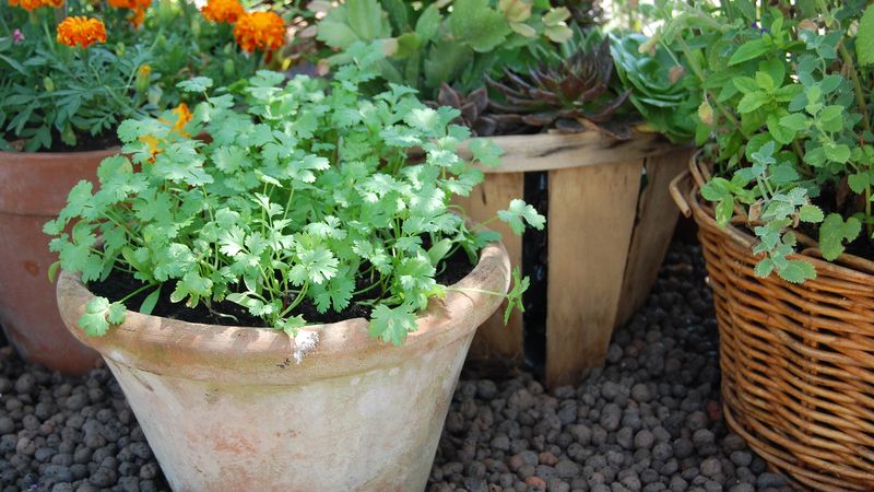 Cilantro: The Quick-to-Bolt Herb