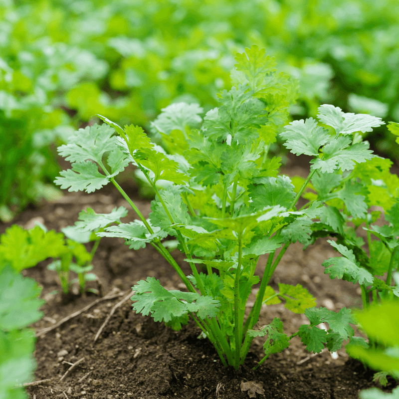 Cilantro That Doesn't Bolt Quickly