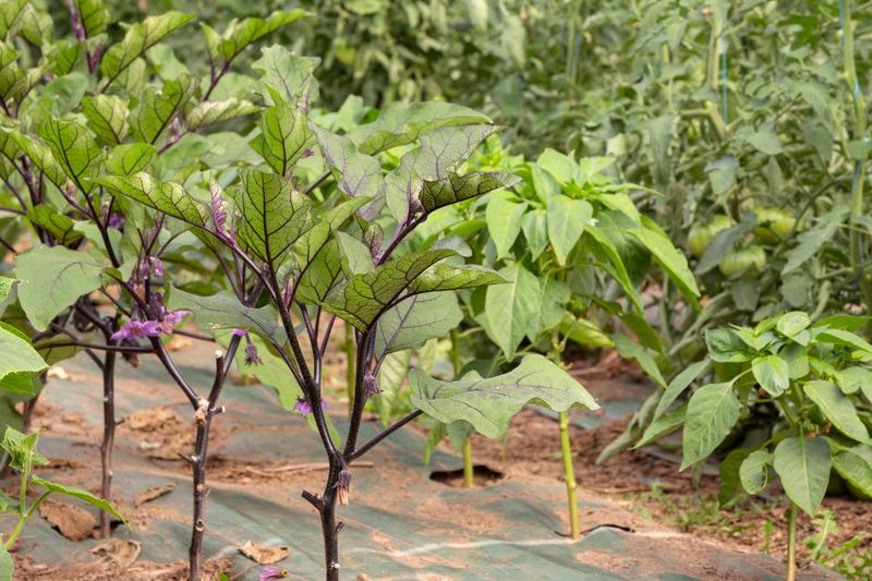 Eggplant and Beans: Nitrogen Neighbors