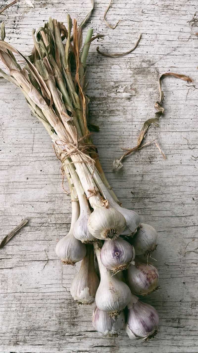 Garlic