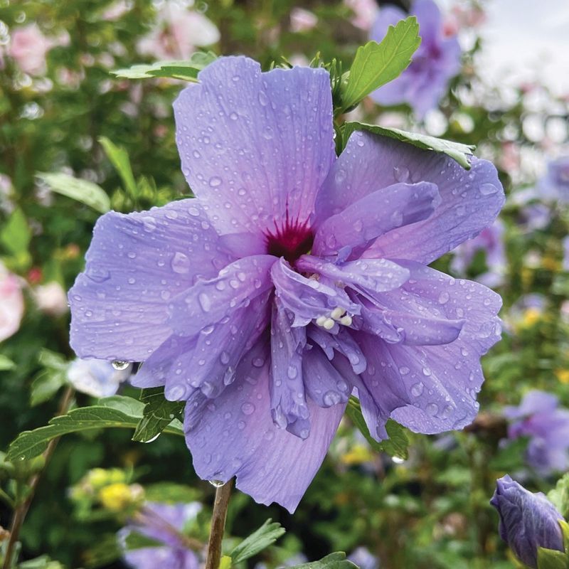 Rose of Sharon (Hibiscus syriacus)