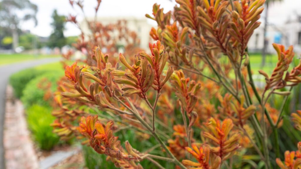 kangaroo paw plant