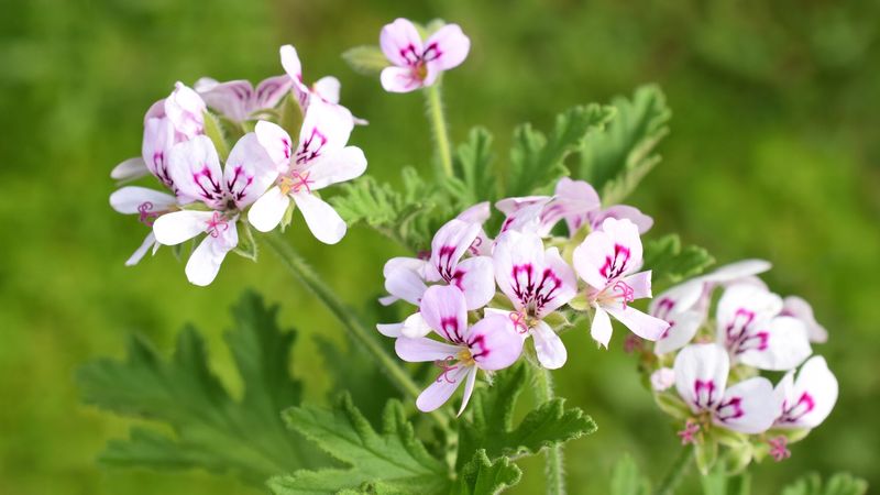 Scented Geraniums