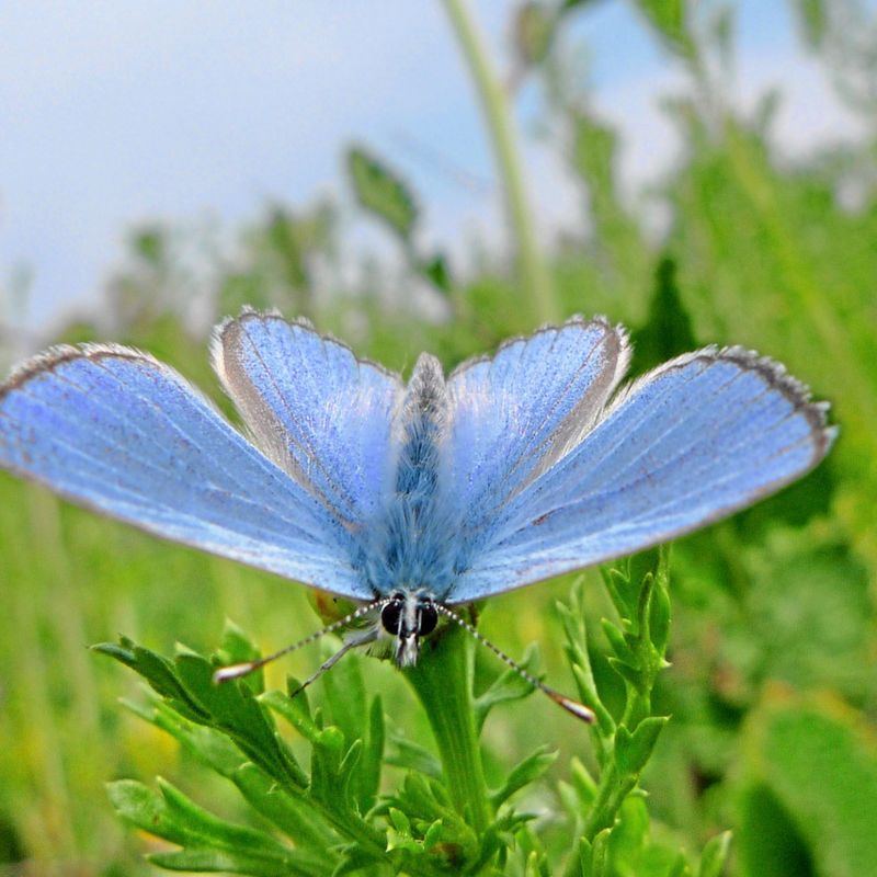 Palos Verdes Blue Butterfly