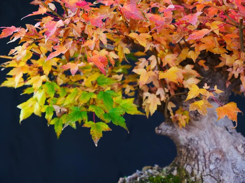 Trident Maple