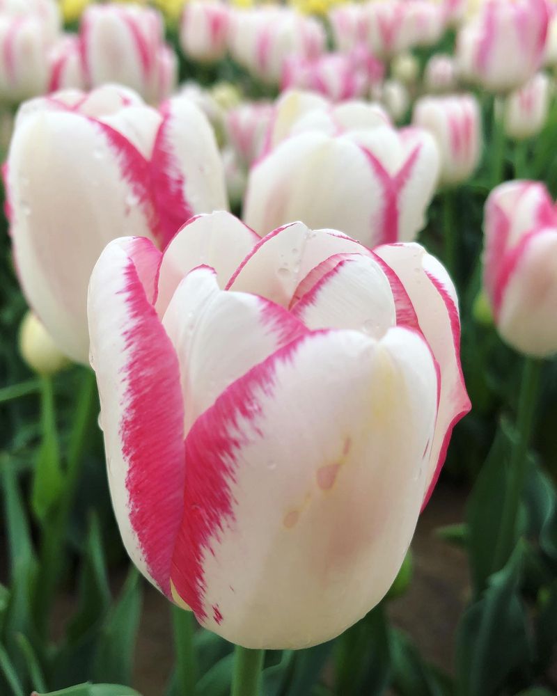 Flaming Purissima Tulips