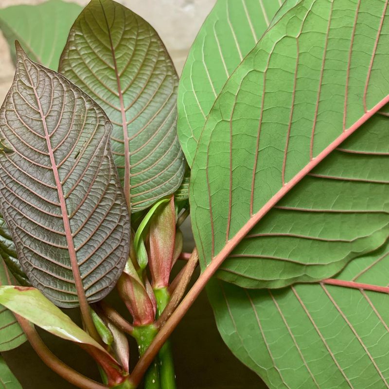 Kratom
