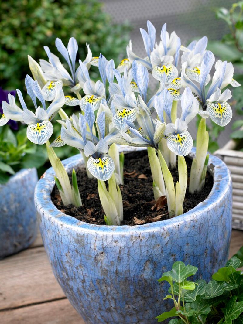 Grow Specialty Irises For Unique Gardens