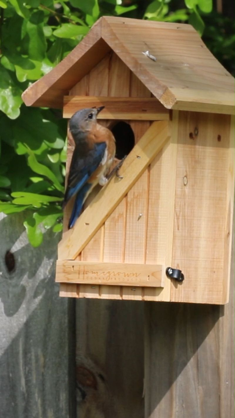Install Nest Boxes