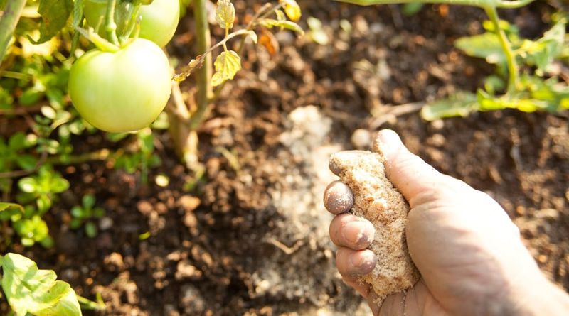 Over-Fertilizing With Nitrogen