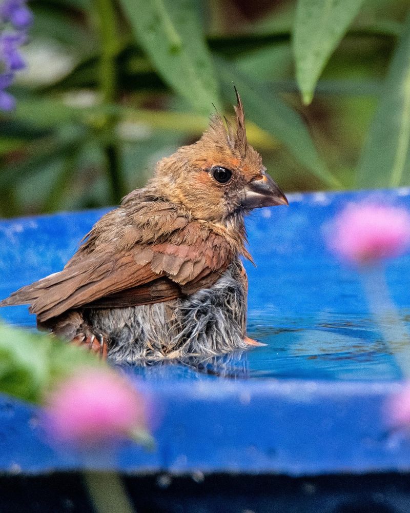 Include Nearby Dust Bathing Areas