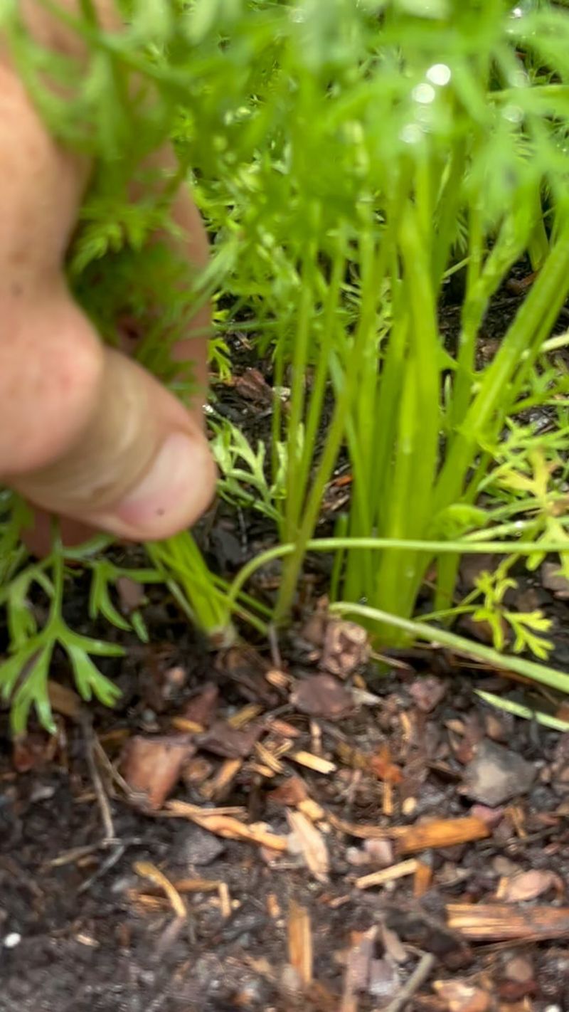 Thin Seedlings for Proper Growth