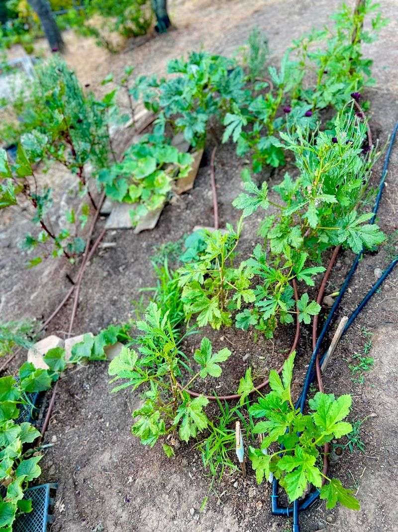 Grow Companion Plants
