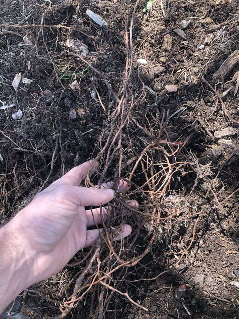 Using Landscape Fabric Incorrectly