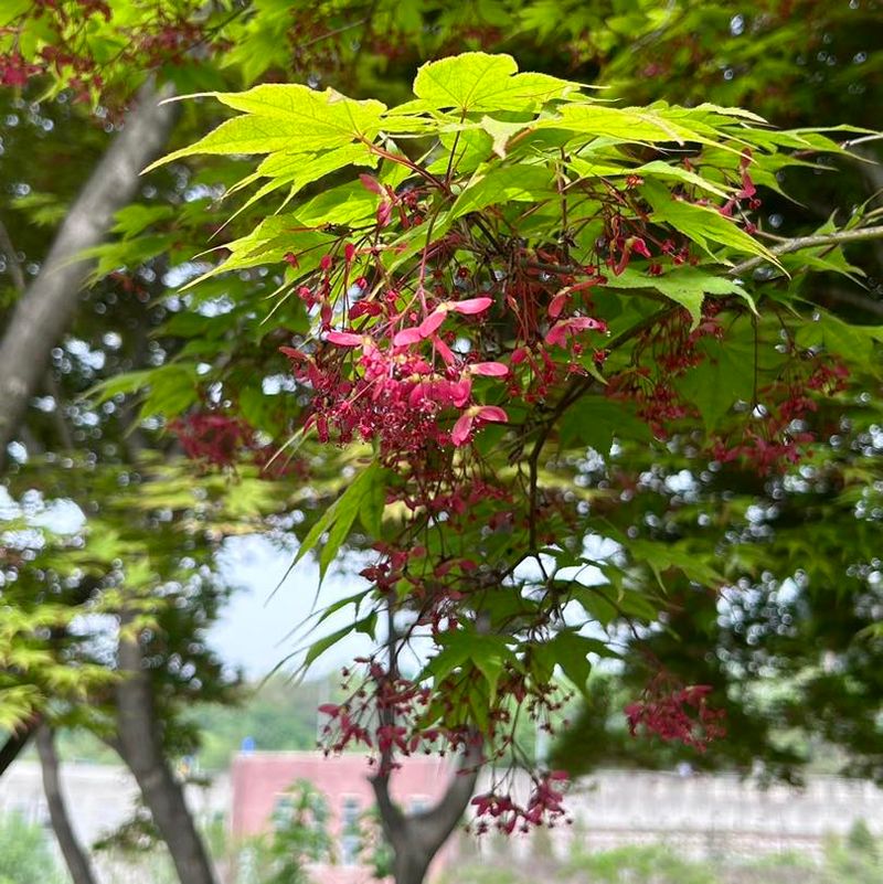 Japanese Zelkova
