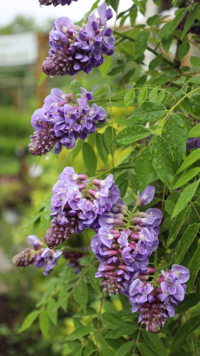 Amethyst Falls Wisteria (Wisteria frutescens 'Amethyst Falls')