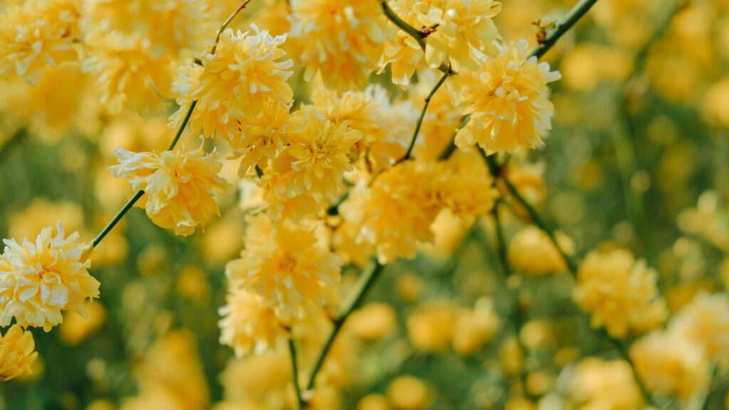 kerria japonica plant yellow flowers