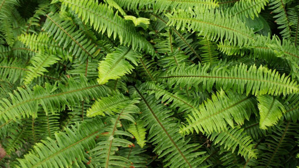 Kimberly Queen Fern (Nephrolepis obliterata)