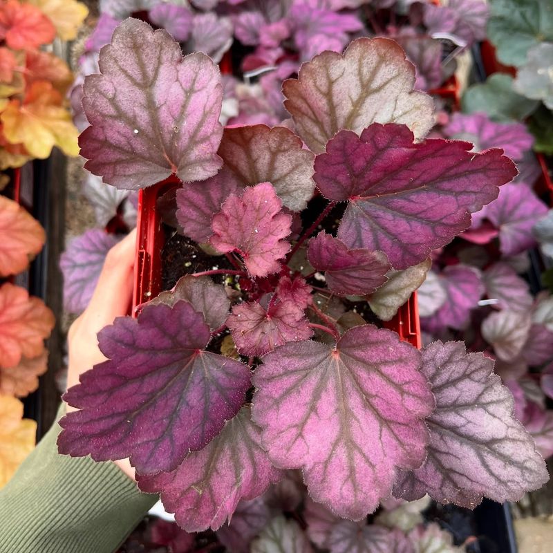 Coral Bells