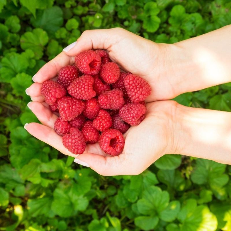 Raspberries