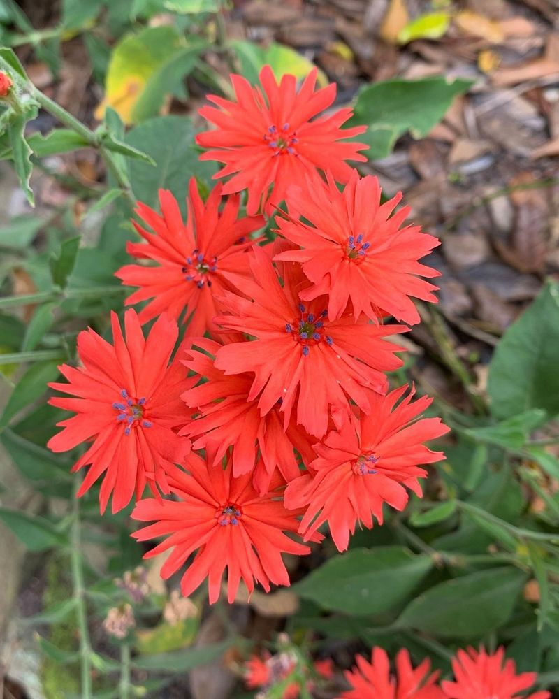 Lychnis