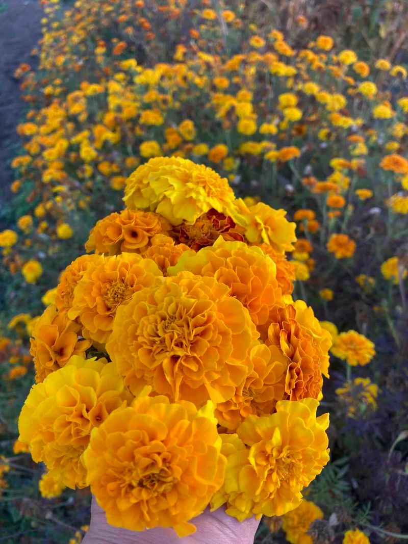 Modern Hybrid Marigolds