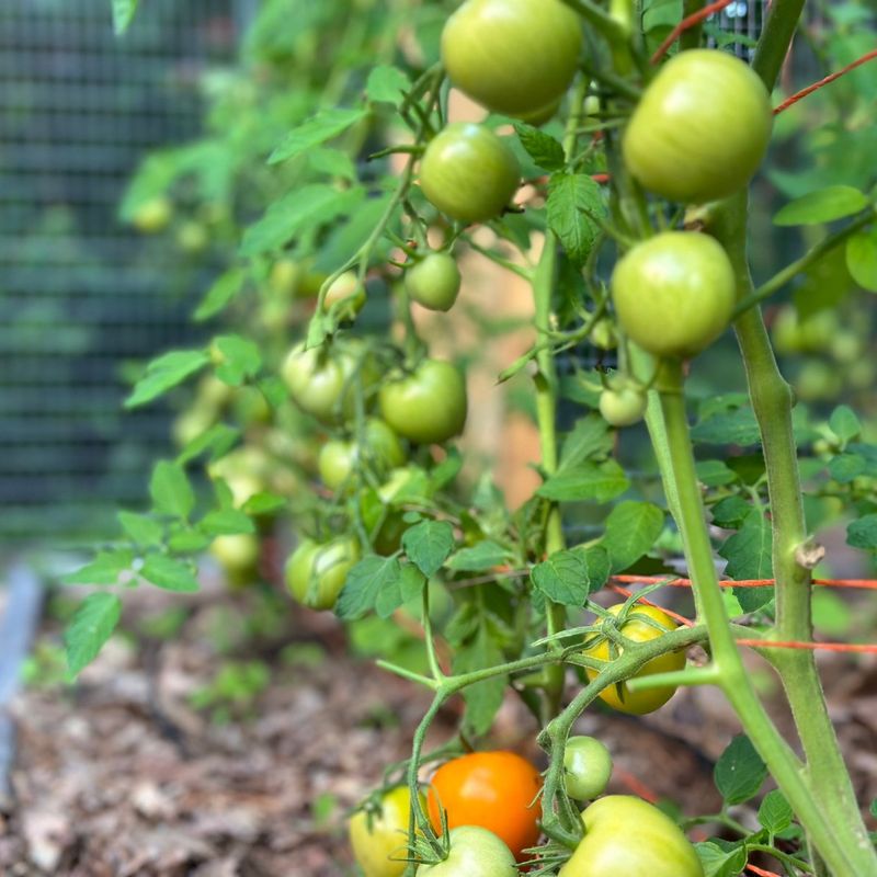 Consider Your Growing Space