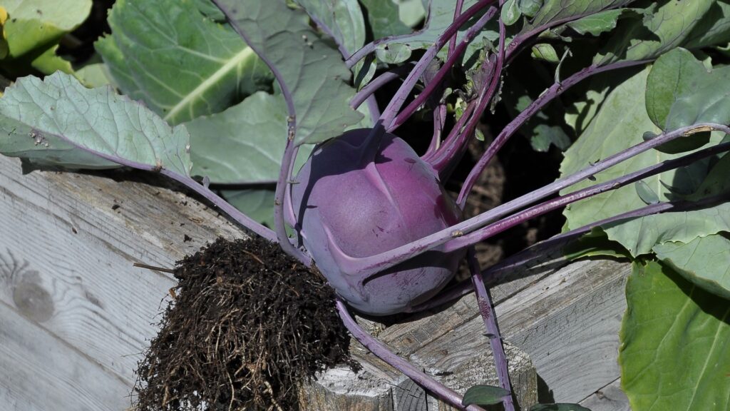 kohlrabi veggie