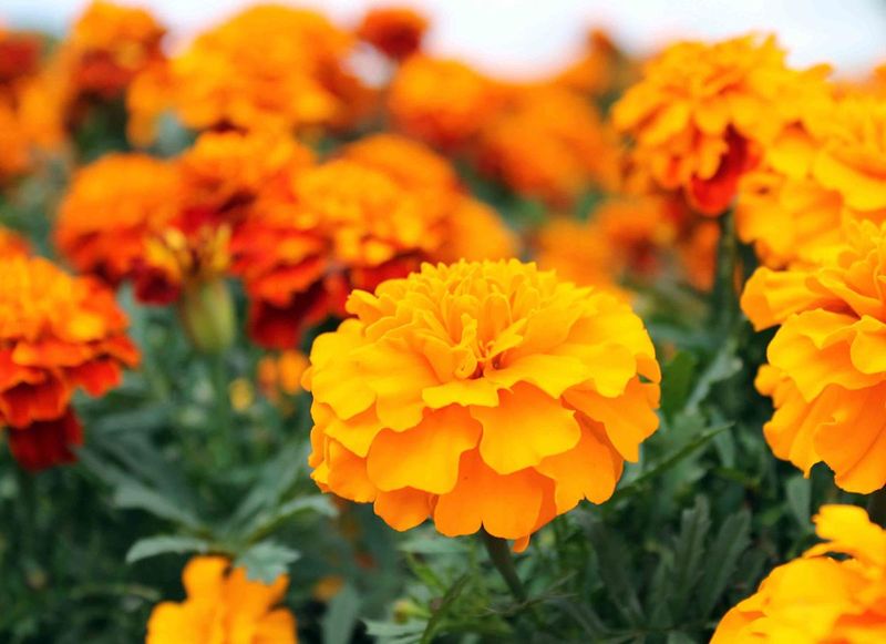 Marigolds: Not Always Bean-Friendly