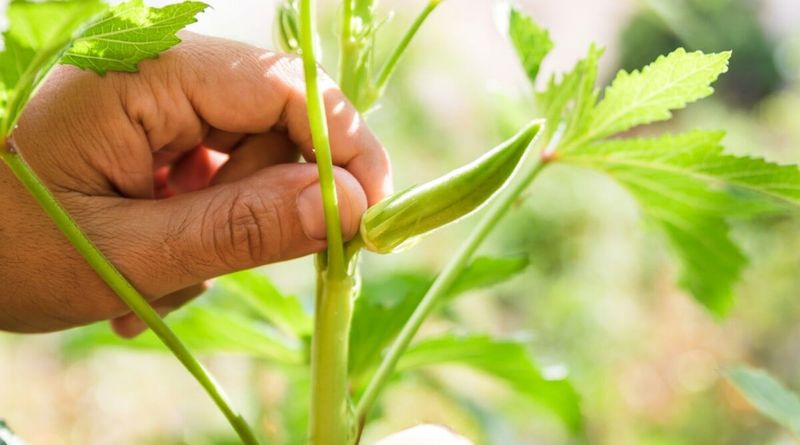 Okra: High Maintenance, Slimy Texture