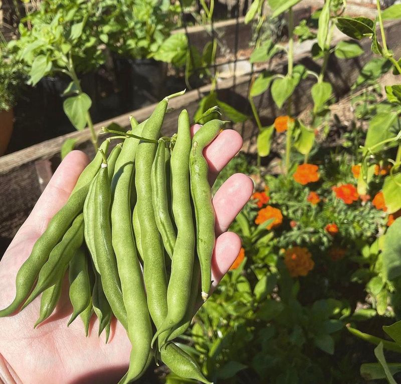 Beans: Unexpected Troublemakers