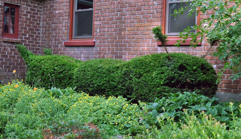 Clipped Topiary Sculptures