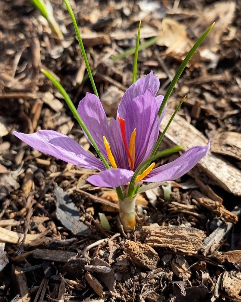 Saffron Crocus (Crocus sativus)