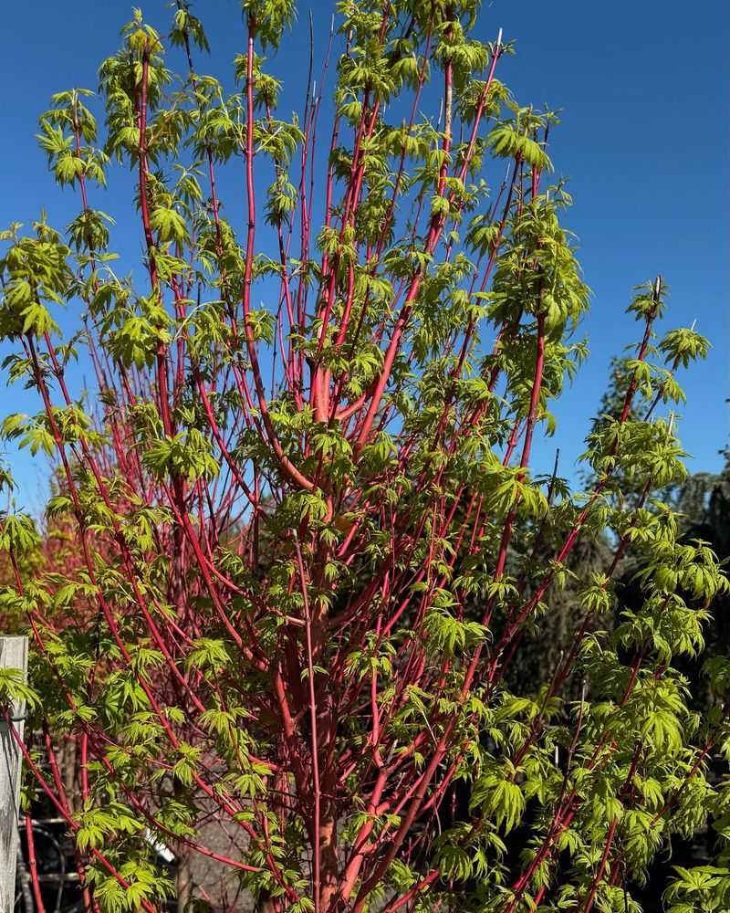 Coral Bark Maple