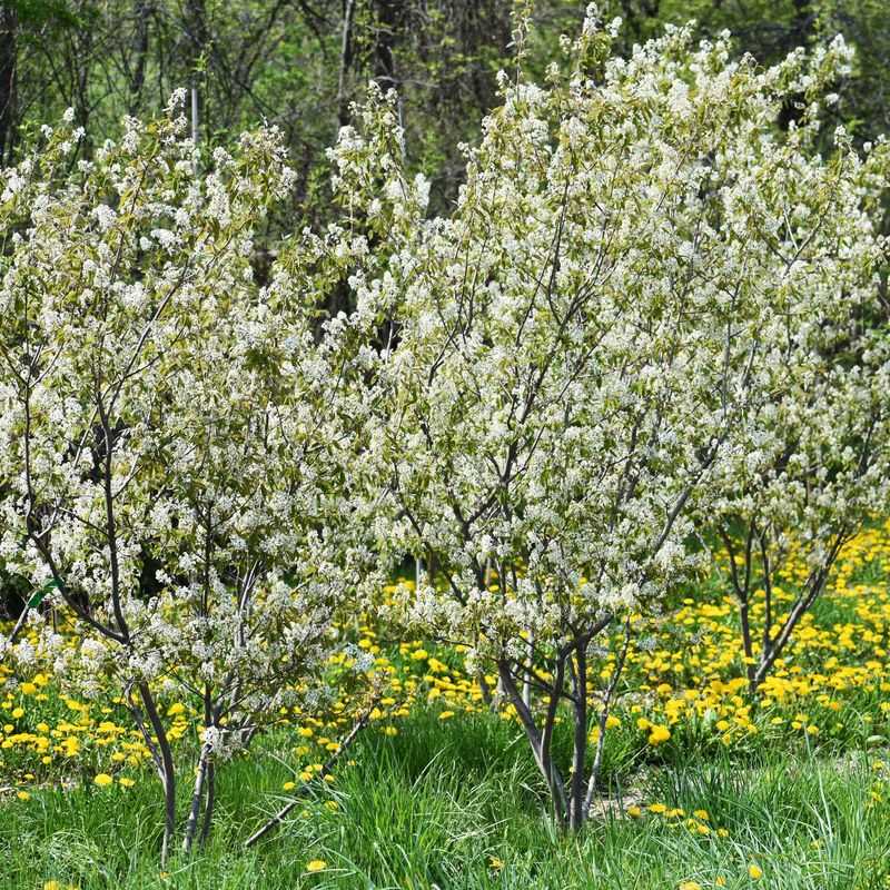 Serviceberry