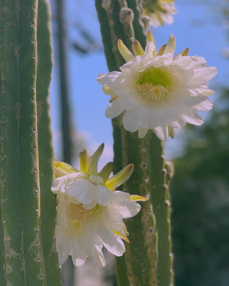 San Pedro Cactus
