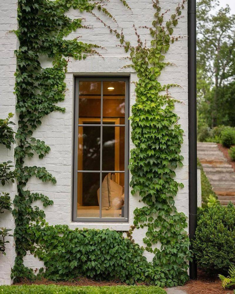 Boston Ivy