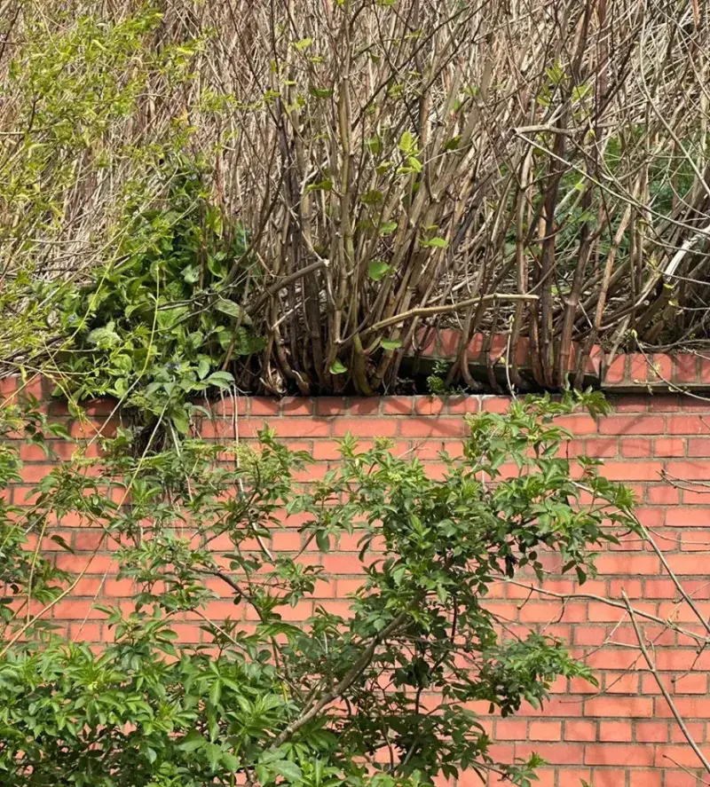 Japanese Knotweed: The Foundation Destroyer