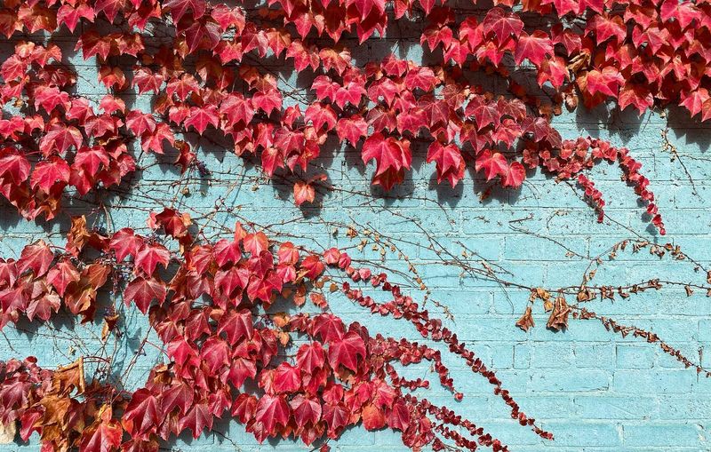 Boston Ivy