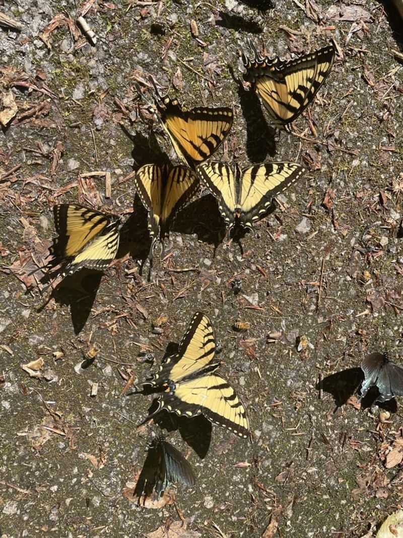Lack of Puddling Areas