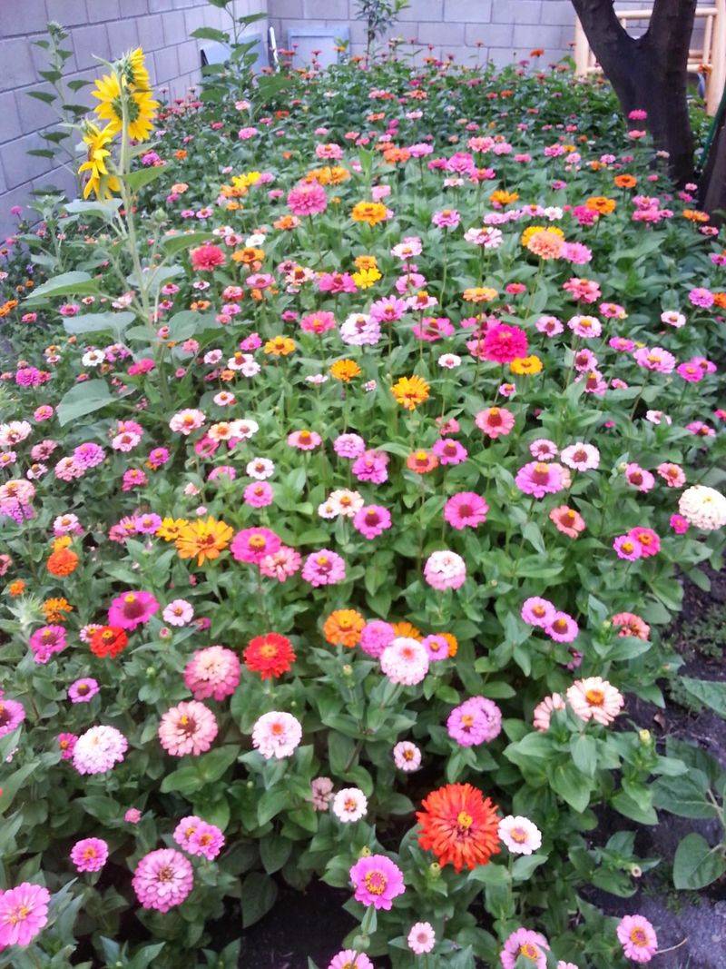 Over-Manicured Spaces