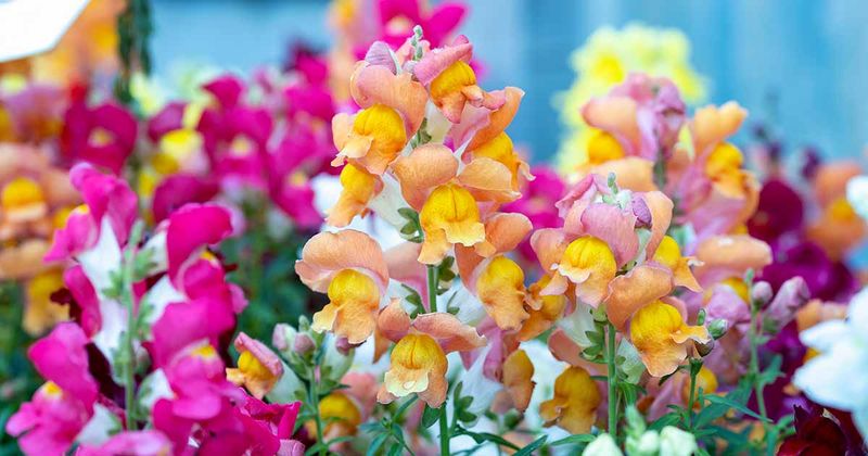 Playful Snapdragons