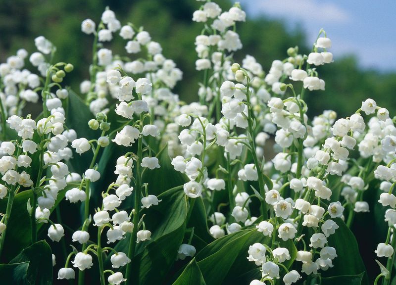 Lily of the Valley