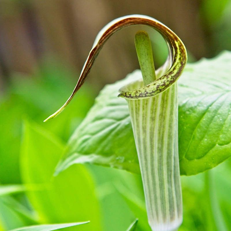 Jack-in-the-Pulpit