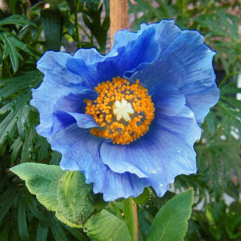 Blue Poppy (Meconopsis grandis)