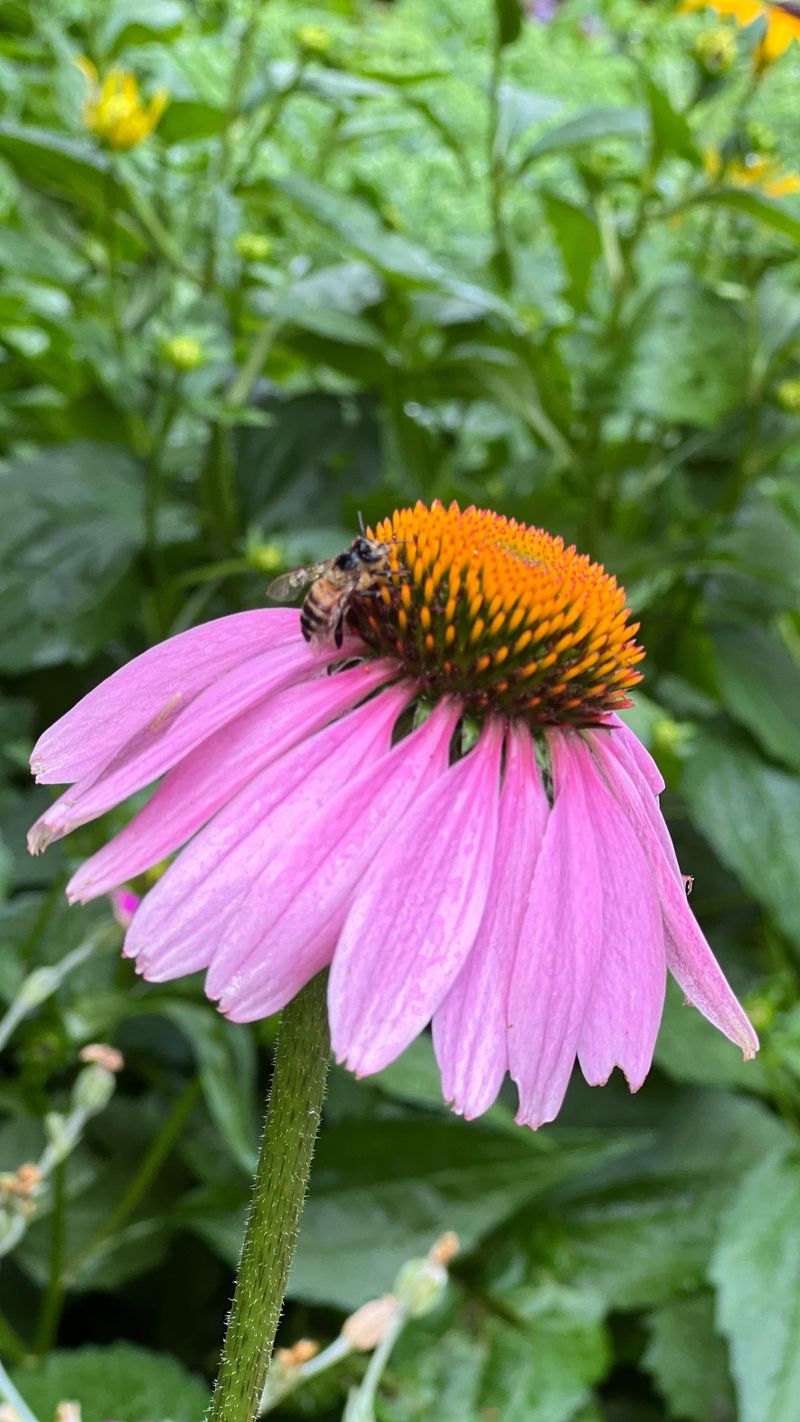 Purple Coneflower (Echinacea)