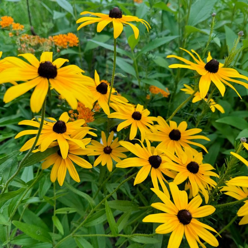 Black-Eyed Susans