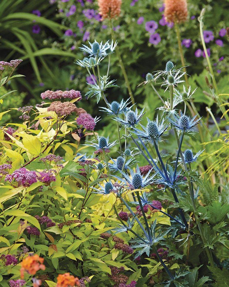 Sea Holly