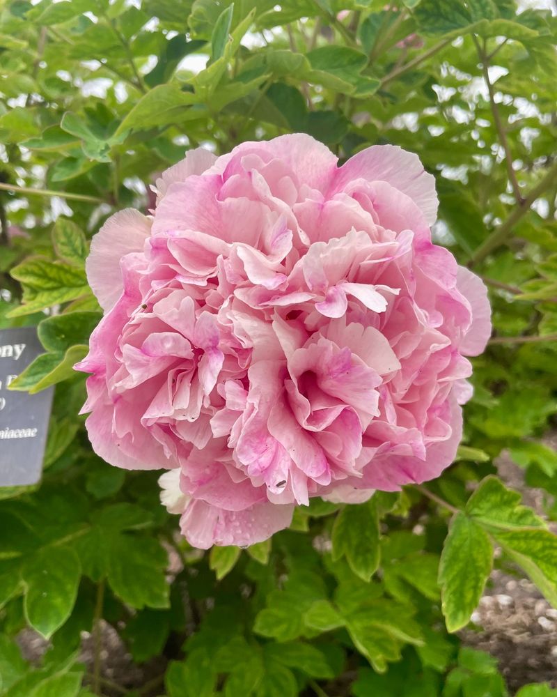 Peonies