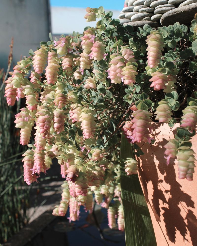Ornamental Oregano